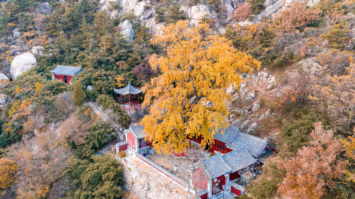 秋季的銀杏與寺廟風(fēng)光（主預(yù)覽-7788503） - 未分類 - 站酷設(shè)計師river2014大河原創(chuàng)素材 - 站酷ZCOOL