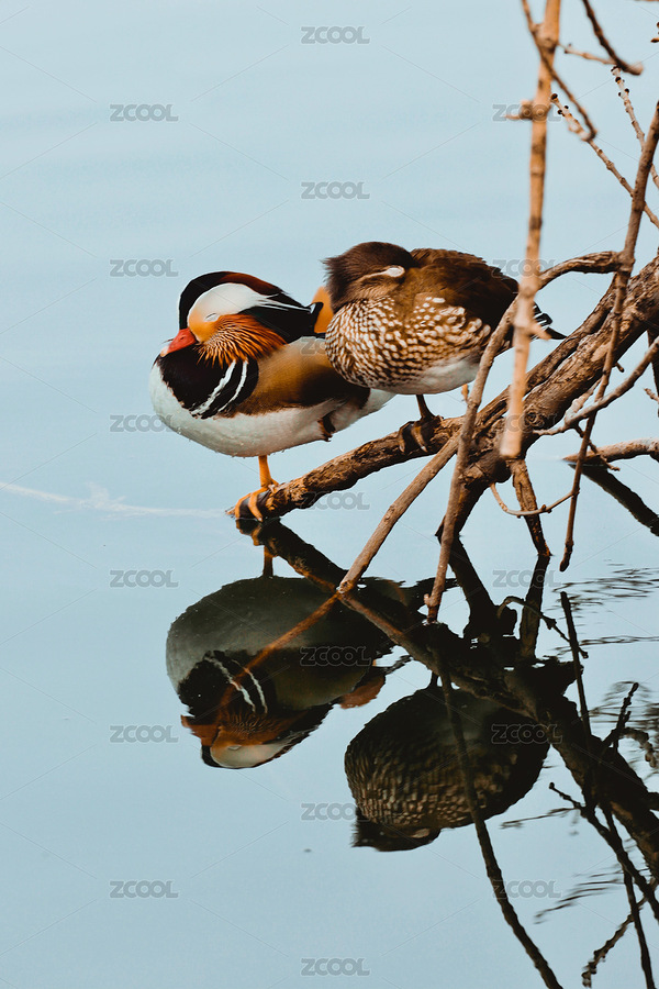冬日里成雙成對(duì)的鴛鴦（主預(yù)覽-12795647） - 未分類 - 站酷設(shè)計(jì)師忽然之間117原創(chuàng)素材 - 站酷ZCOOL