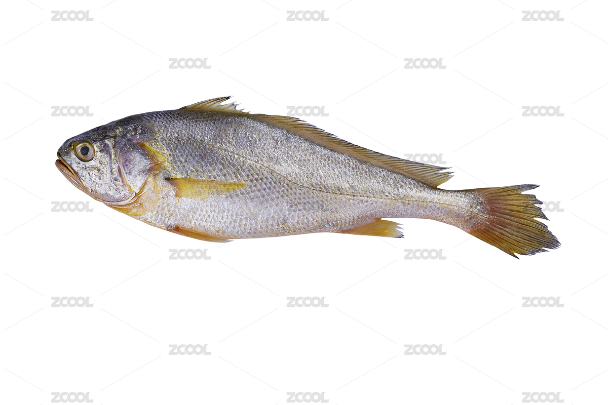 大黃魚背景素材（主預(yù)覽-2853895） - 未分類 - 站酷設(shè)計(jì)師南京百滔文化傳媒原創(chuàng)素材 - 站酷ZCOOL