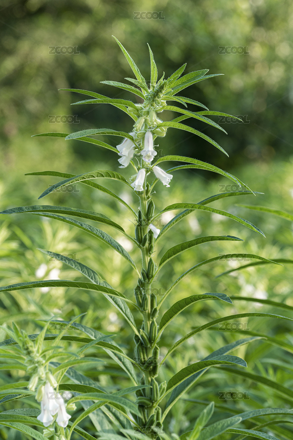 夏季盛開的白色芝麻花（主預(yù)覽-6242090） - 未分類 - 站酷設(shè)計師DPX2017原創(chuàng)素材 - 站酷ZCOOL