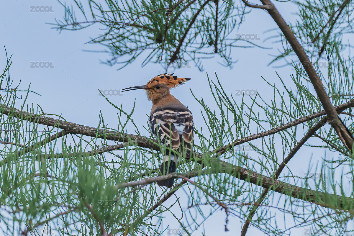 樹枝上的戴勝（主預(yù)覽-6275628） - 未分類 - 站酷設(shè)計師嘰里咕嚕丁原創(chuàng)素材 - 站酷ZCOOL