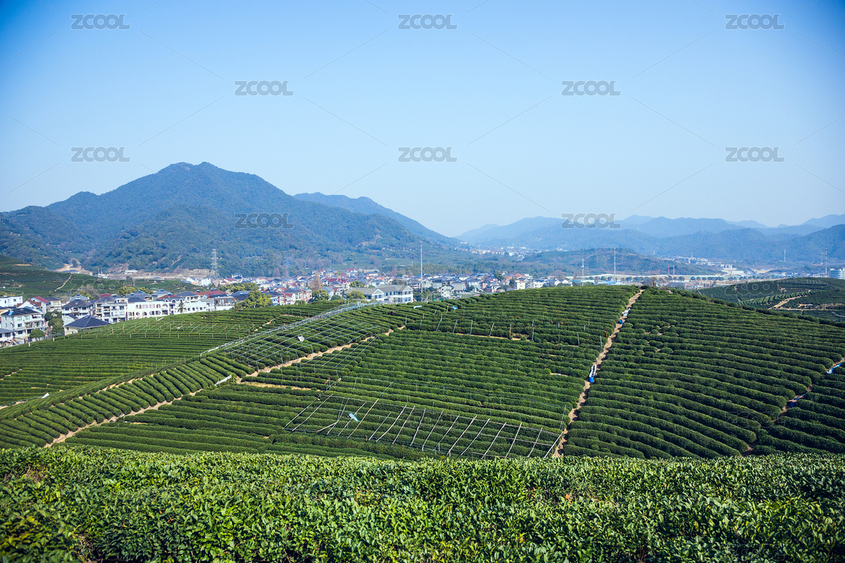 浙江省杭州市西湖區(qū)龍塢茶園-藍(lán)天下的茶園（主預(yù)覽-6215053） - 未分類 - 站酷設(shè)計師Jerome_Chen原創(chuàng)素材 - 站酷ZCOOL