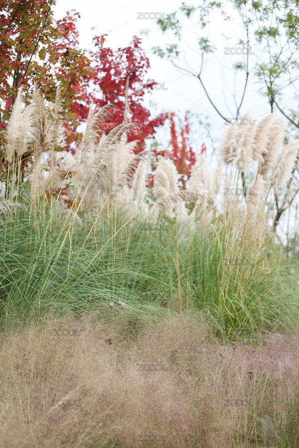 成都天府公園的粉黛亂子草和蘆葦（主預(yù)覽-5800728） - 未分類 - 站酷設(shè)計(jì)師一定要多喝水原創(chuàng)素材 - 站酷ZCOOL