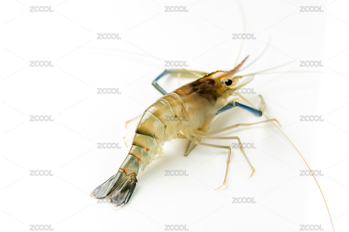 一盤新鮮的羅氏蝦特寫（主預(yù)覽-6698808） - 未分類 - 站酷設(shè)計(jì)師金翅大鵬原創(chuàng)素材 - 站酷ZCOOL