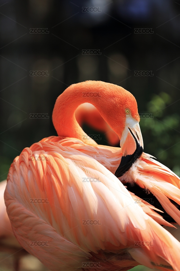 火烈鳥（主預(yù)覽-360812） - 未分類 - 站酷設(shè)計師子晉的時光碎片原創(chuàng)素材 - 站酷ZCOOL