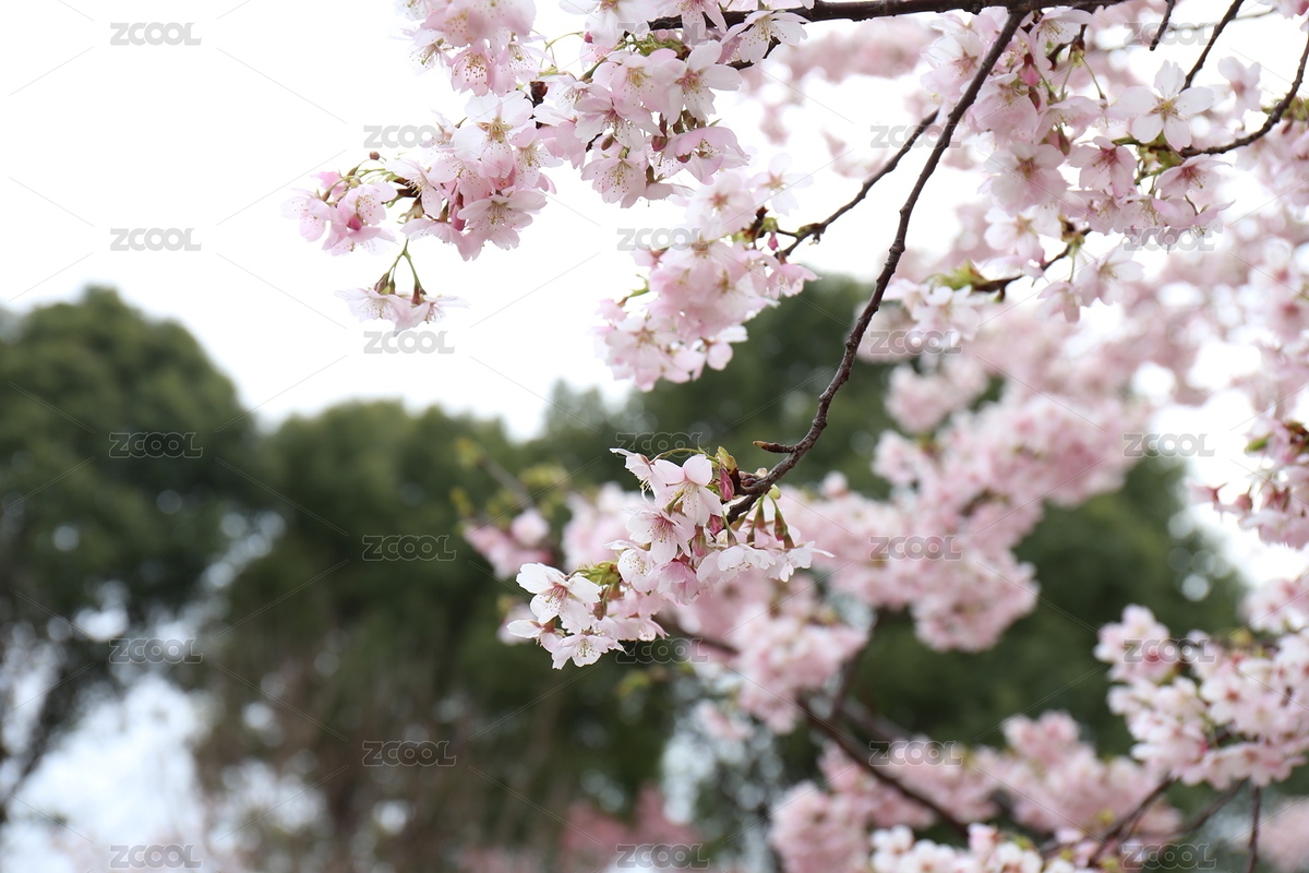 粉色櫻花（主預(yù)覽-11099480） - 未分類 - 站酷設(shè)計師朽月微原創(chuàng)素材 - 站酷ZCOOL