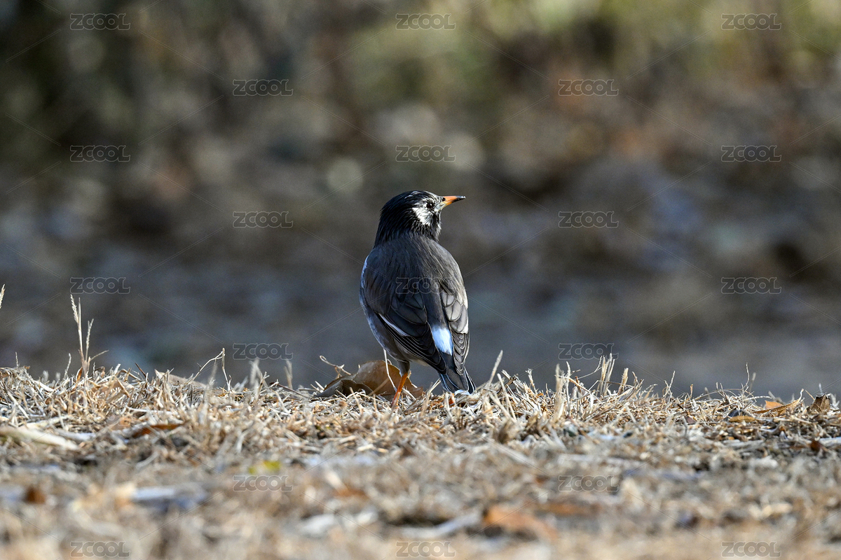 站在草地上覓食的灰椋鳥特寫（主預(yù)覽-12691073） - 未分類 - 站酷設(shè)計(jì)師金翅大鵬原創(chuàng)素材 - 站酷ZCOOL