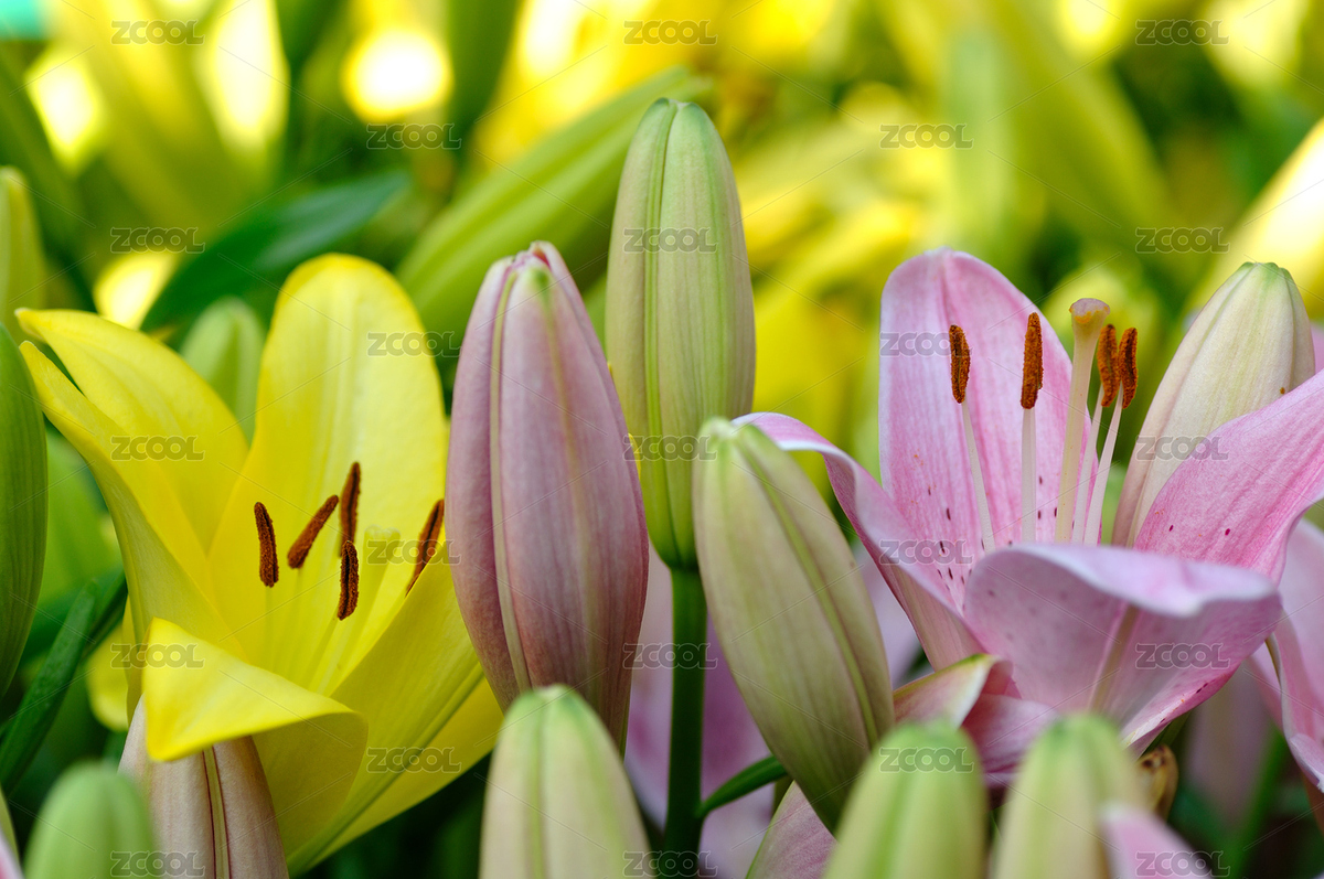 百合花（主预览-8188386） - 未分类 - 站酷设计师墨枫原创素材 - 站酷ZCOOL