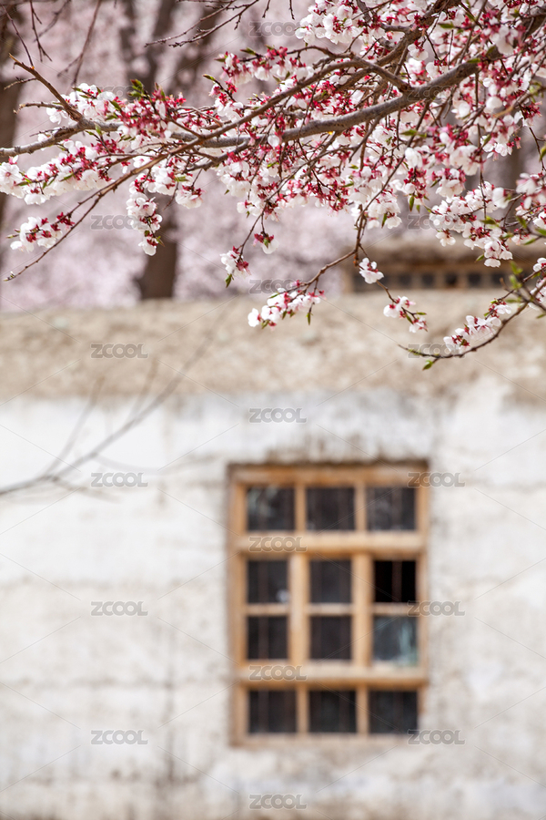 杏花（主預(yù)覽-6704500） - 未分類 - 站酷設(shè)計(jì)師bao1226原創(chuàng)素材 - 站酷ZCOOL