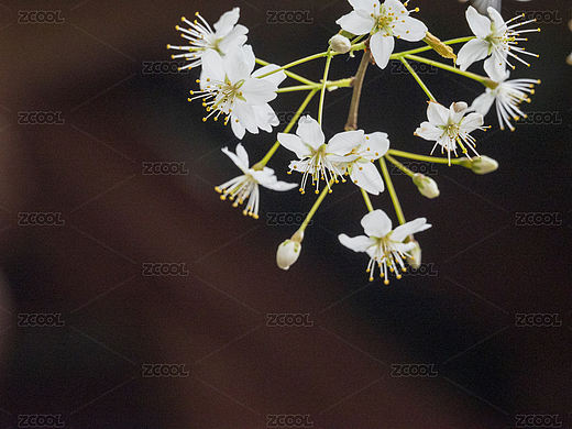 春季白色樱花特写