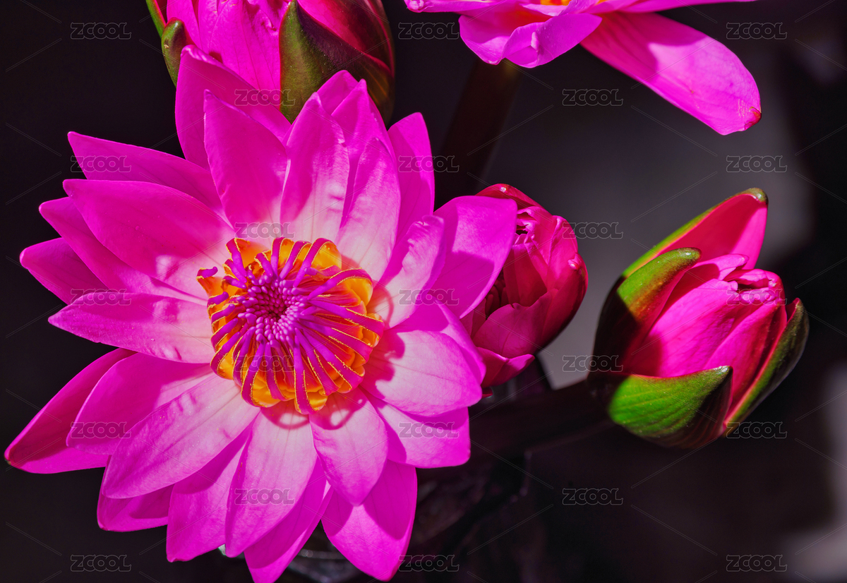 红色睡莲花开室内静物（主预览-6650300） - 未分类 - 站酷设计师HQC的视界观原创素材 - 站酷ZCOOL