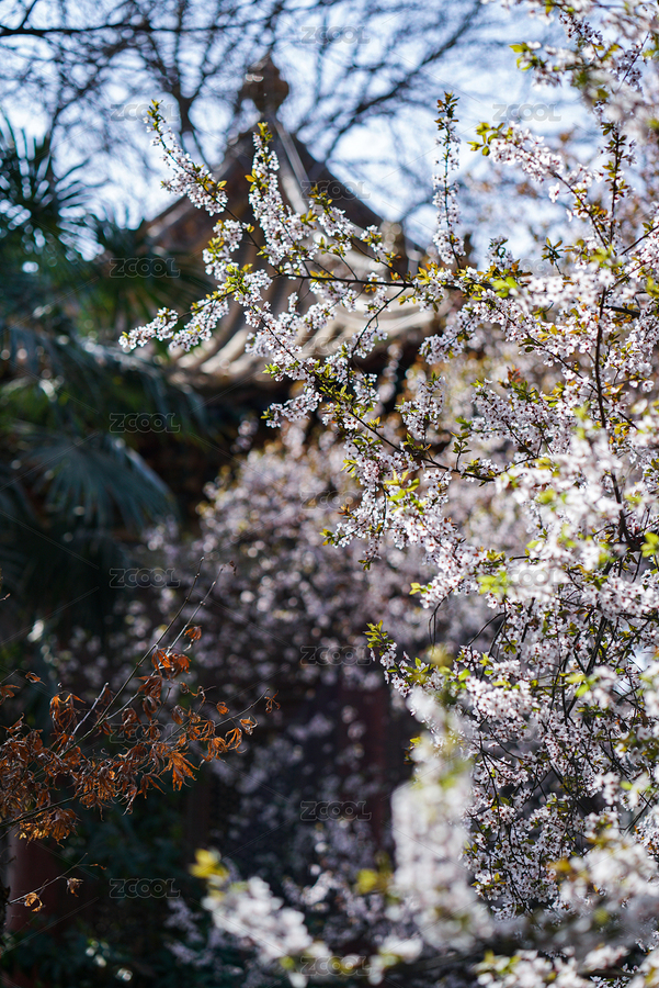 西安碑林博物館春天的景色（主預(yù)覽-9032538） - 未分類 - 站酷設(shè)計師尸出三壽原創(chuàng)素材 - 站酷ZCOOL