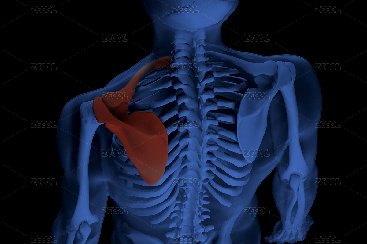 人體肩胛骨X射線（主預覽-4636071） - 未分類 - 站酷設計師yakay原創(chuàng)素材 - 站酷ZCOOL