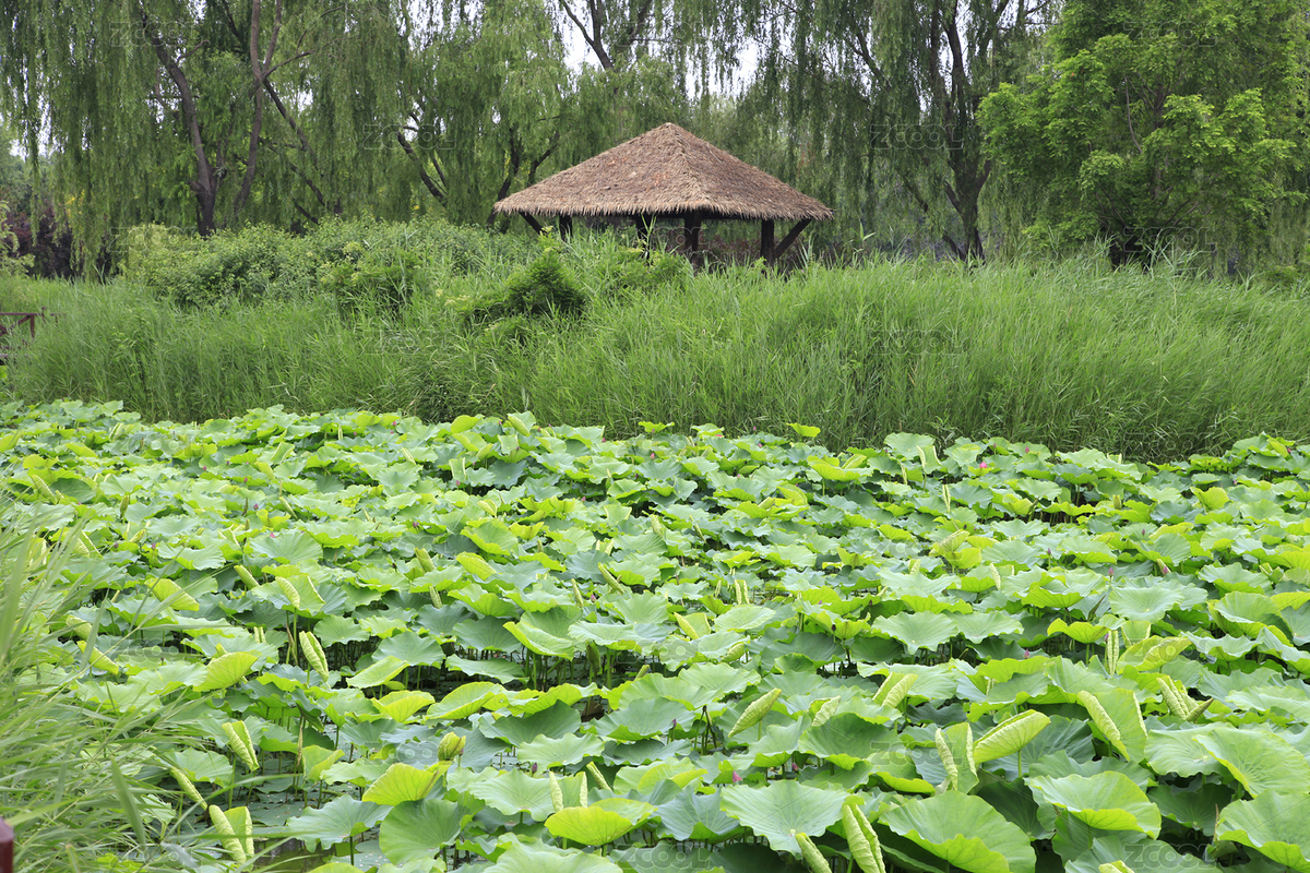 中國(guó)北京通州大運(yùn)河森林公園（主預(yù)覽-9079614） - 未分類 - 站酷設(shè)計(jì)師啟明星耀原創(chuàng)素材 - 站酷ZCOOL
