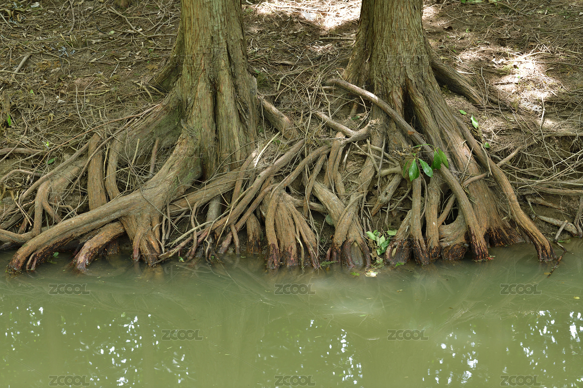 水邊的樹根（主預(yù)覽-5558242） - 未分類 - 站酷設(shè)計(jì)師攝影球星原創(chuàng)素材 - 站酷ZCOOL