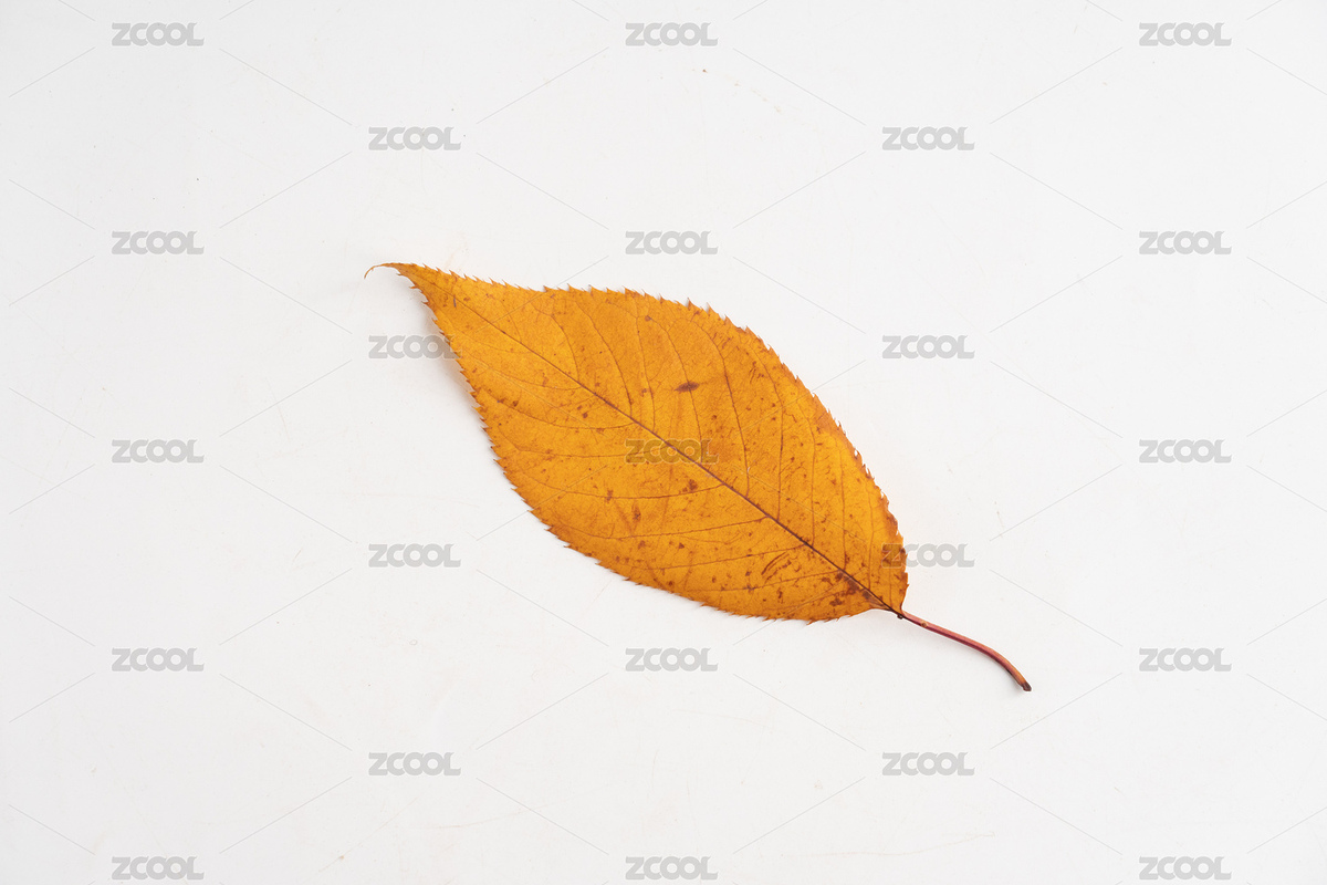 秋葉落葉（主預(yù)覽-12567806） - 未分類 - 站酷設(shè)計師安147123原創(chuàng)素材 - 站酷ZCOOL