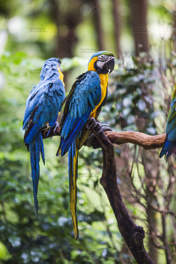 鸚鵡（主預(yù)覽-9071542） - 未分類 - 站酷設(shè)計(jì)師達(dá)造原創(chuàng)原創(chuàng)素材 - 站酷ZCOOL