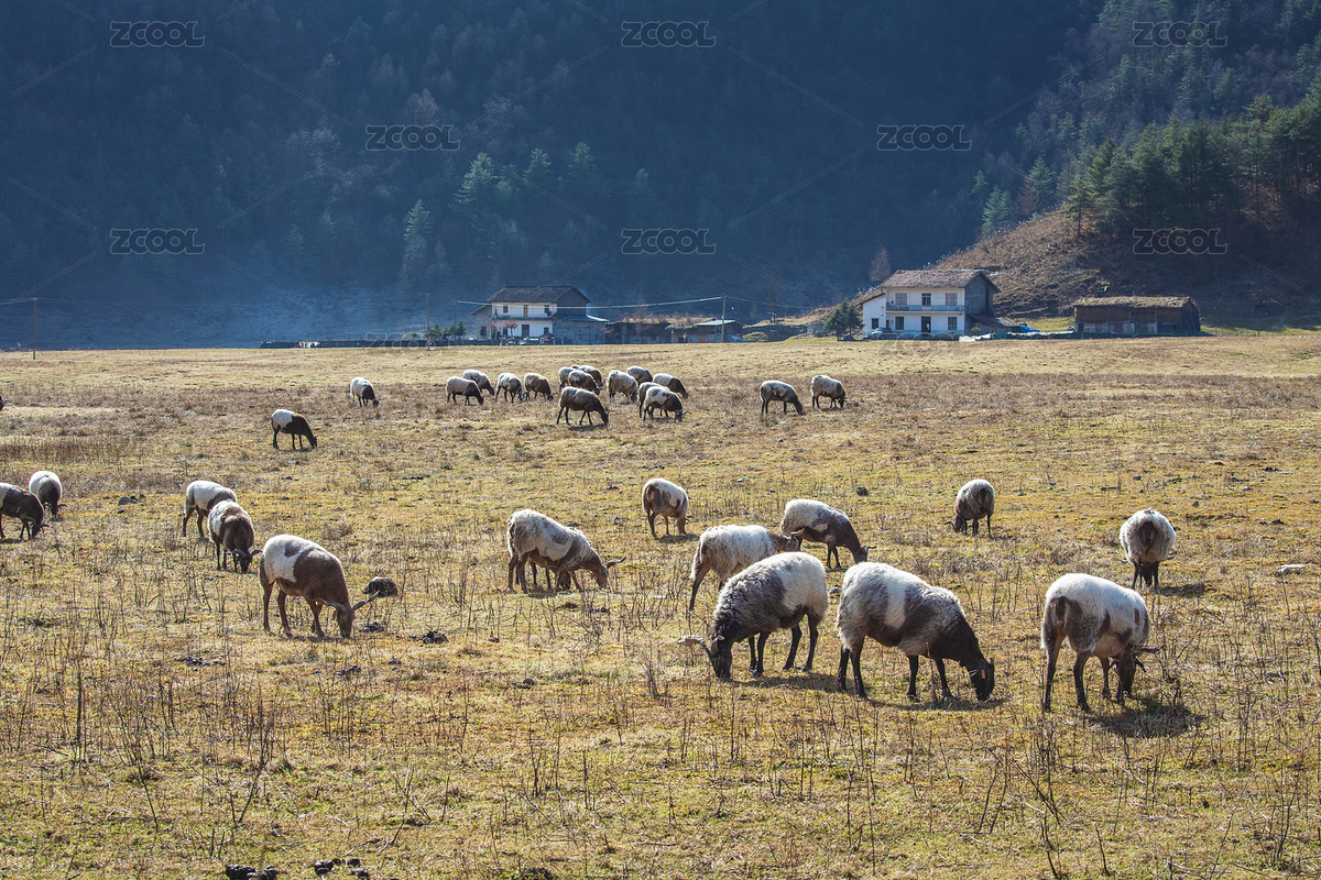 一群在吃草的山羊（主預(yù)覽-4407667） - 未分類(lèi) - 站酷設(shè)計(jì)師三不轉(zhuǎn)川轉(zhuǎn)原創(chuàng)素材 - 站酷ZCOOL