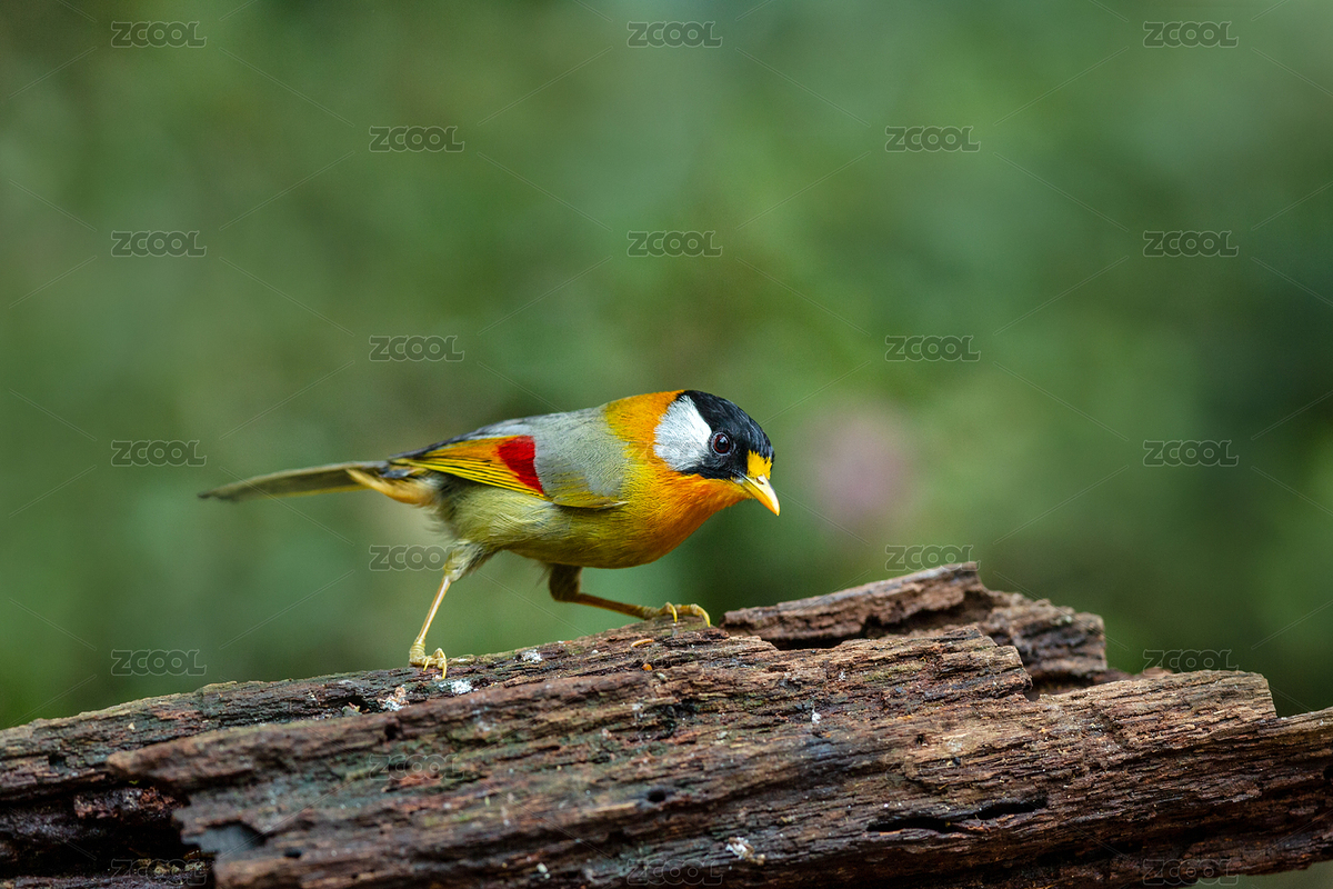 常在叢林間跳躍，大膽不怕人的銀耳相思鳥（主預覽-5543929） - 未分類 - 站酷設計師sunny0756原創(chuàng)素材 - 站酷ZCOOL