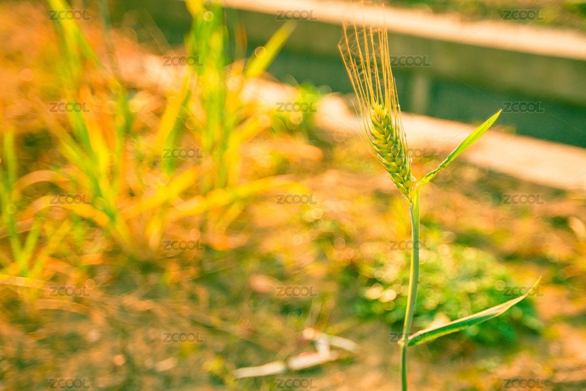 麥穗（主預(yù)覽-7342387） - 未分類 - 站酷設(shè)計師xuzhengfang原創(chuàng)素材 - 站酷ZCOOL
