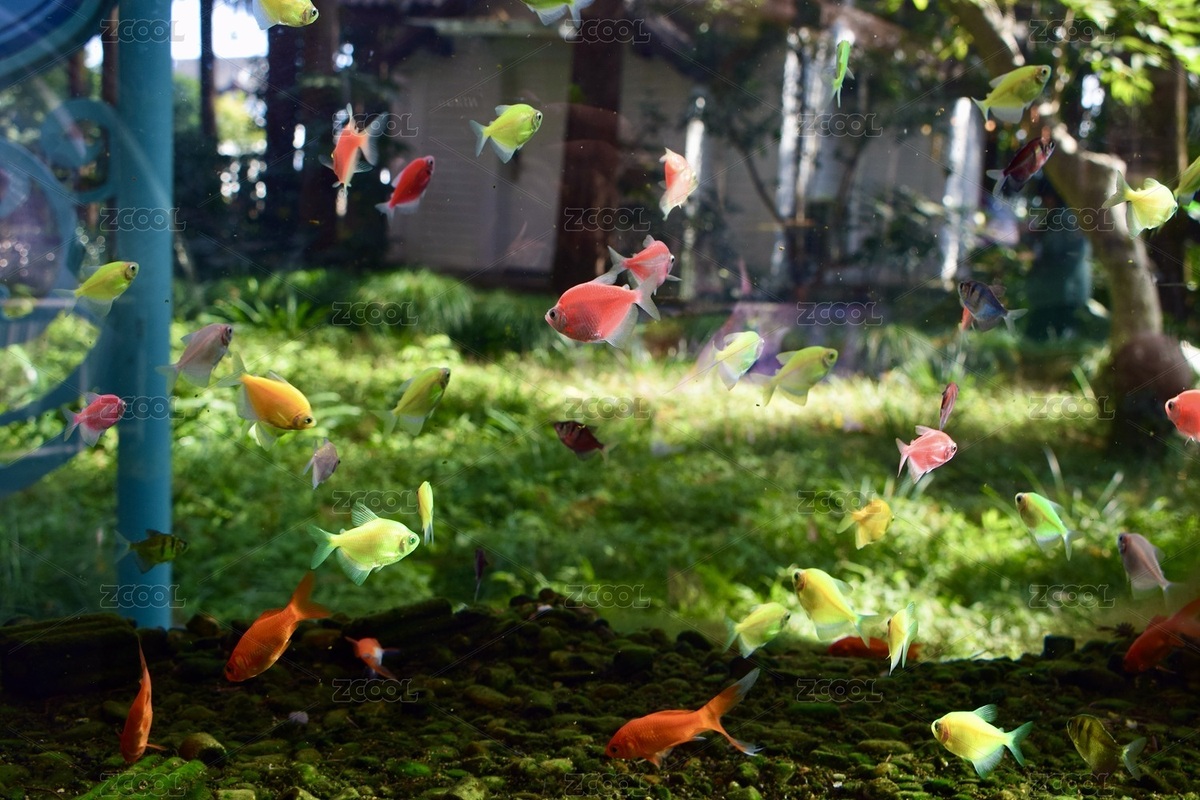 色彩繽紛的觀賞魚在魚缸游來游去（主預(yù)覽-12615797） - 未分類 - 站酷設(shè)計(jì)師Z471438559原創(chuàng)素材 - 站酷ZCOOL