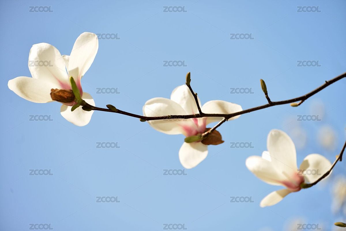 白玉蘭（主預覽-5658201） - 未分類 - 站酷設(shè)計師字游哉原創(chuàng)素材 - 站酷ZCOOL