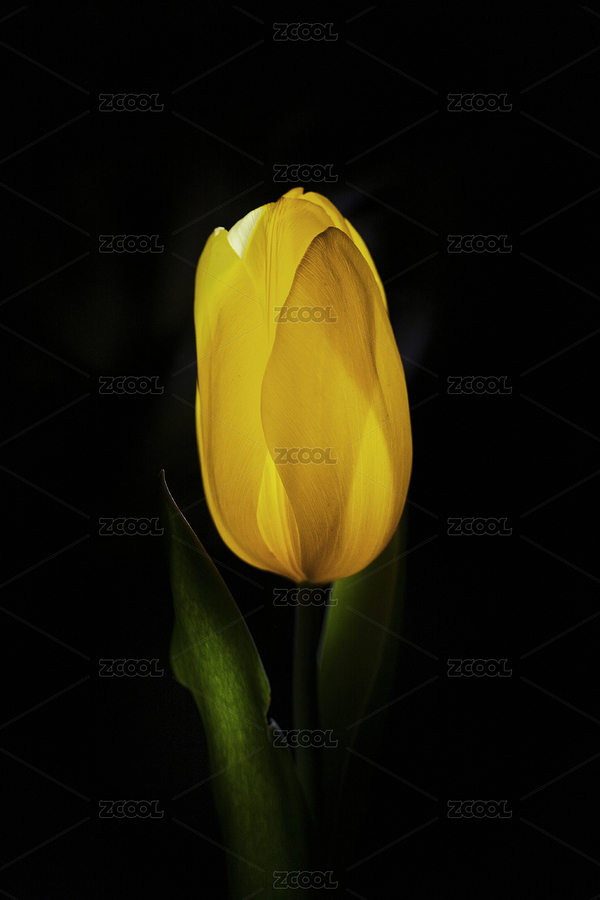 黑暗里的郁金香（主預(yù)覽-6664356） - 未分類 - 站酷設(shè)計(jì)師kichow原創(chuàng)素材 - 站酷ZCOOL