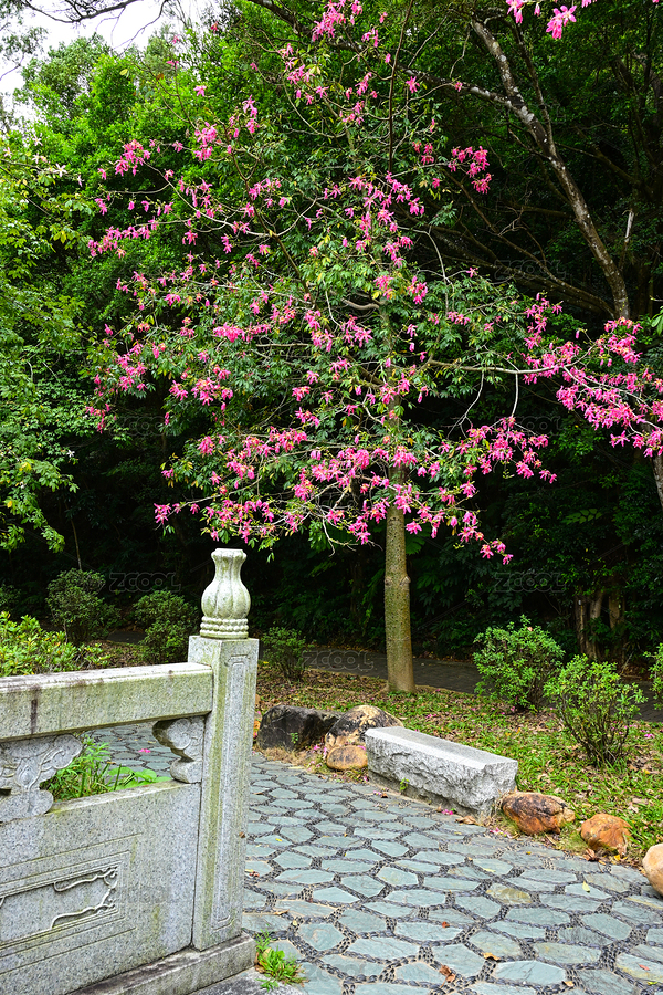 深圳仙湖植物園中式石欄與盛開的異木棉景觀（主預(yù)覽-12515672） - 未分類 - 站酷設(shè)計(jì)師群之輝視覺原創(chuàng)素材 - 站酷ZCOOL