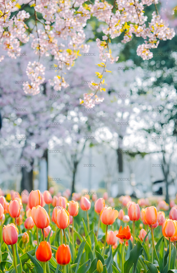 中國浙江寧波植物園3月早櫻與郁金香盛開的（主預(yù)覽-9456556） - 未分類 - 站酷設(shè)計師sweetriver原創(chuàng)素材 - 站酷ZCOOL