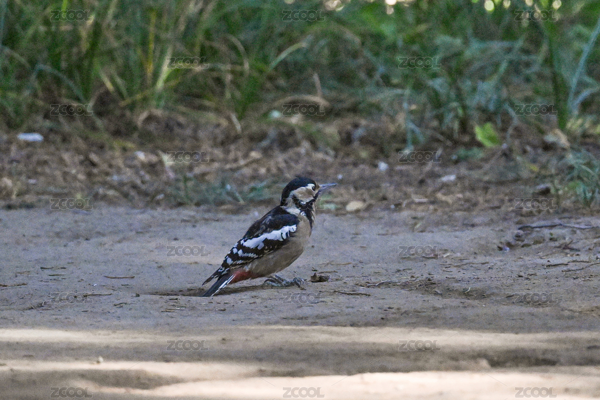 大斑啄木鳥（主預覽-12608579） - 未分類 - 站酷設計師金翅大鵬原創(chuàng)素材 - 站酷ZCOOL