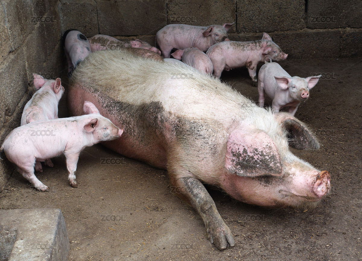母豬和豬崽（主預覽-2882356） - 未分類 - 站酷設(shè)計師lizongxian原創(chuàng)素材 - 站酷ZCOOL