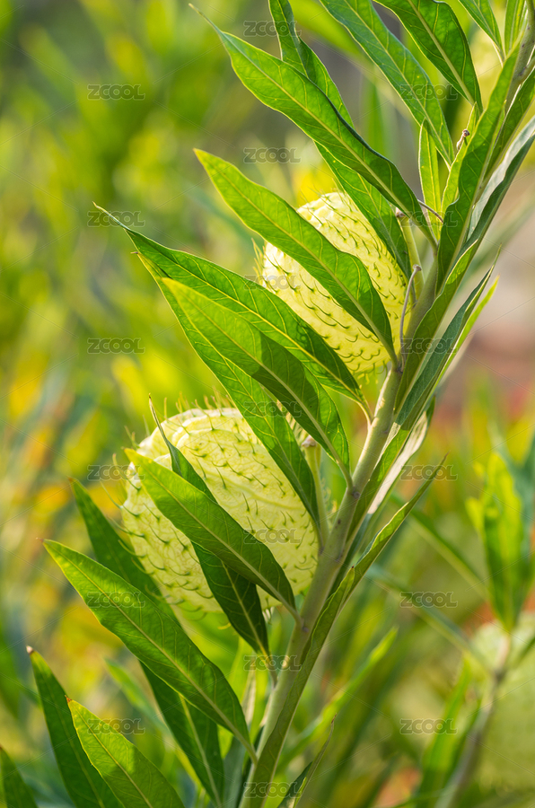 药用植物钉头果（主预览-4696288） - 未分类 - 站酷设计师imyuy原创素材 - 站酷ZCOOL