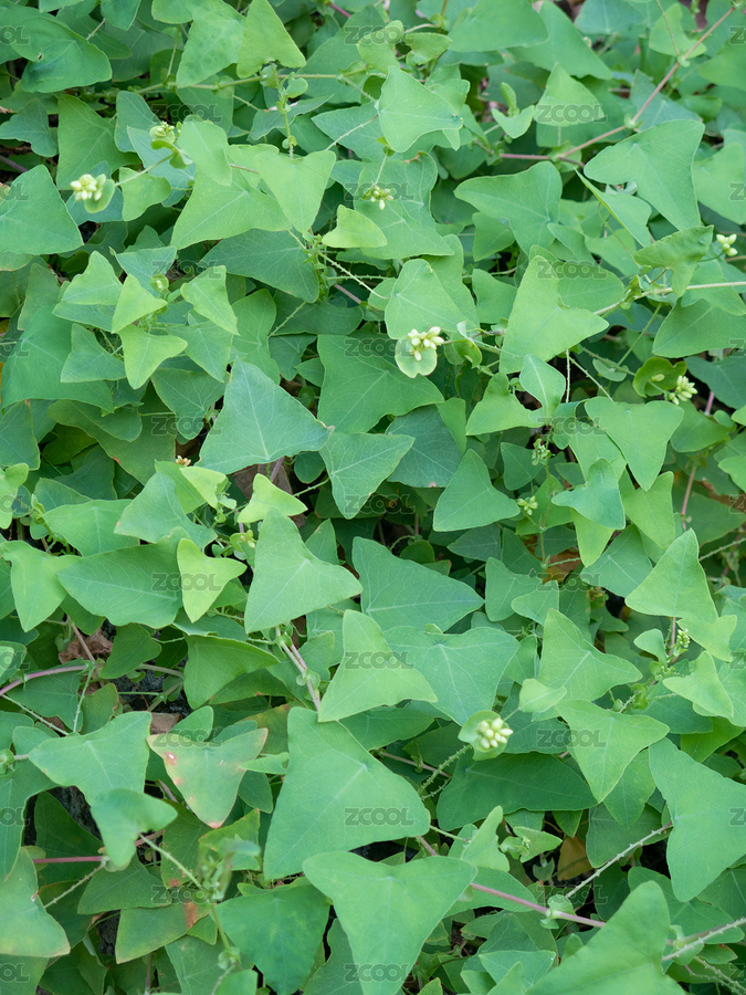 户外野生的扛板归（主预览-4018185） - 未分类 - 站酷设计师品空原创素材 - 站酷ZCOOL