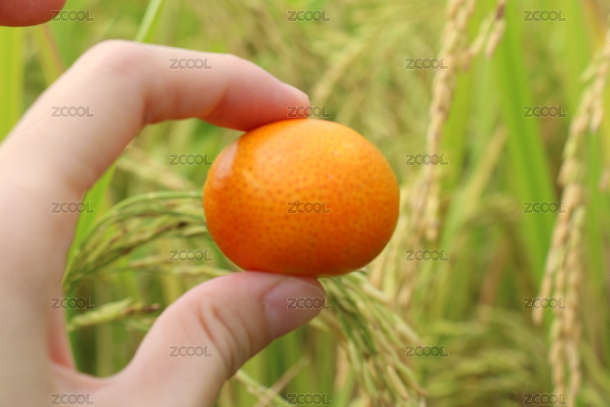 在綠色田野里拍攝的砂糖橘（主預(yù)覽-12415572） - 未分類 - 站酷設(shè)計(jì)師MS_ANN原創(chuàng)素材 - 站酷ZCOOL