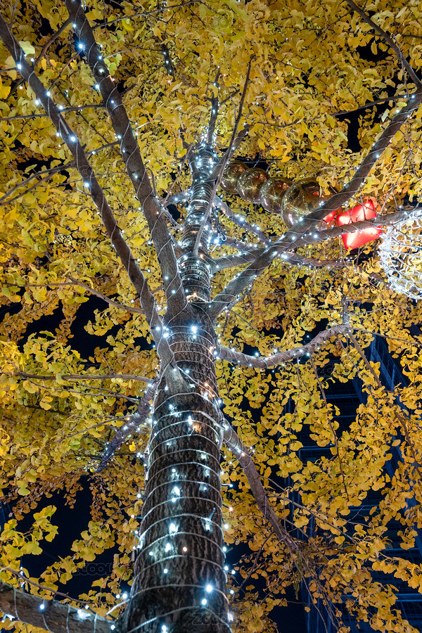 成都太古里夜晚的銀杏樹裝飾（主預(yù)覽-5145187） - 未分類 - 站酷設(shè)計(jì)師攝影師慢速航班原創(chuàng)素材 - 站酷ZCOOL
