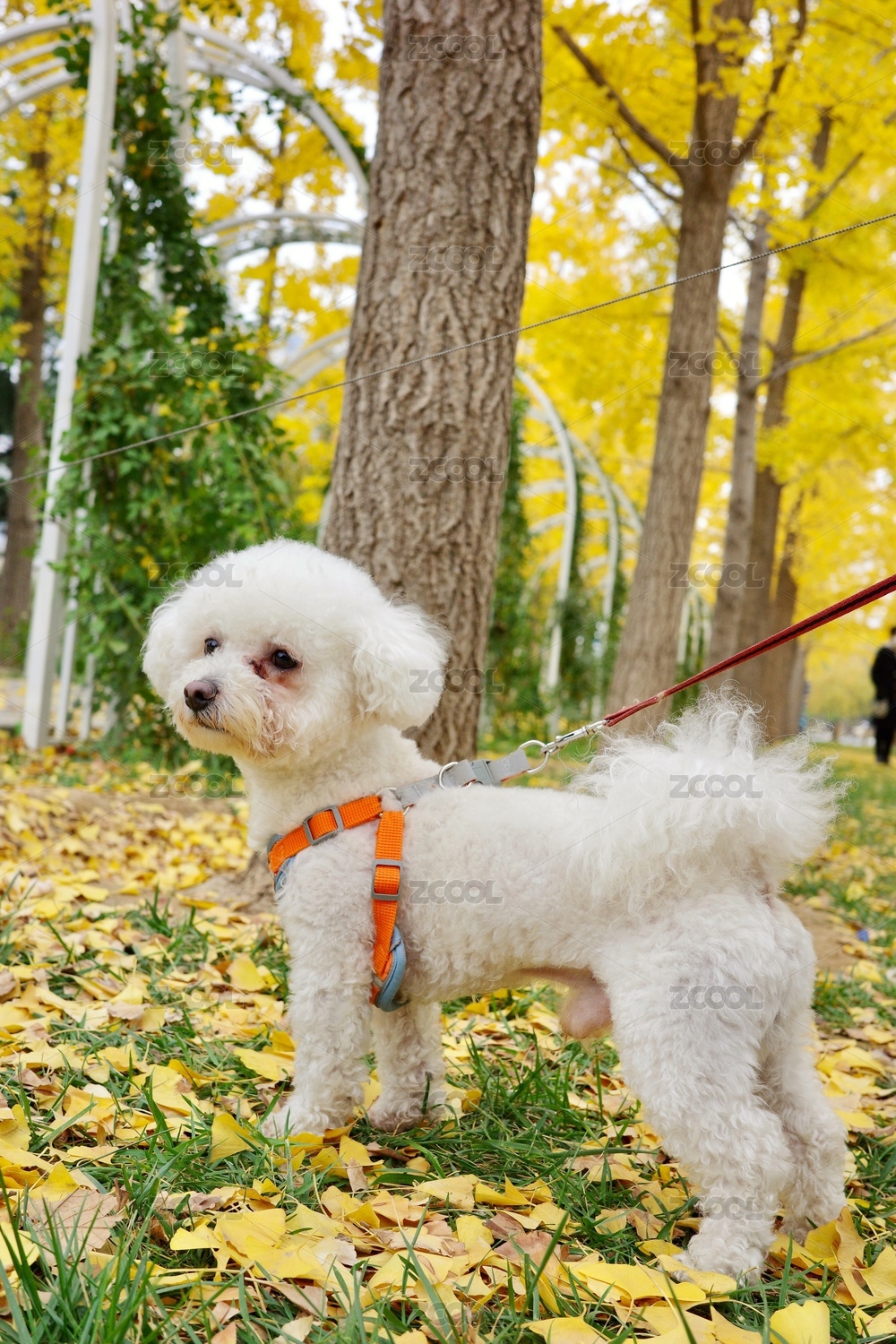 一只穿着背带的白色比熊犬在落叶中张望