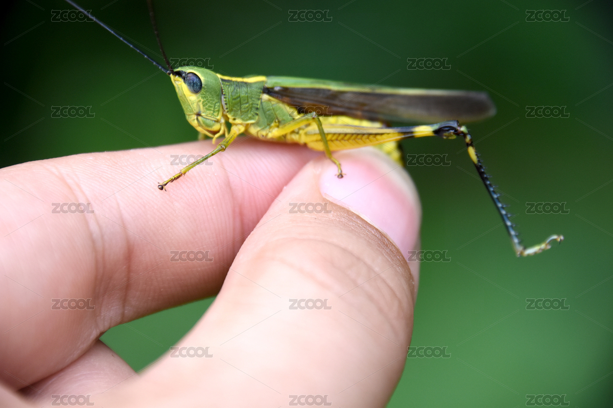 一只捏在手里的綠色蚱蜢（主預(yù)覽-5381241） - 未分類 - 站酷設(shè)計師花千樹攝影原創(chuàng)素材 - 站酷ZCOOL