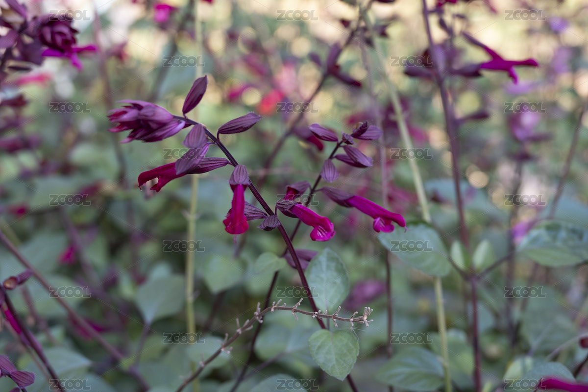 一串紅花卉（主預(yù)覽-12311533） - 未分類 - 站酷設(shè)計師GQ5AIjsJ1R原創(chuàng)素材 - 站酷ZCOOL