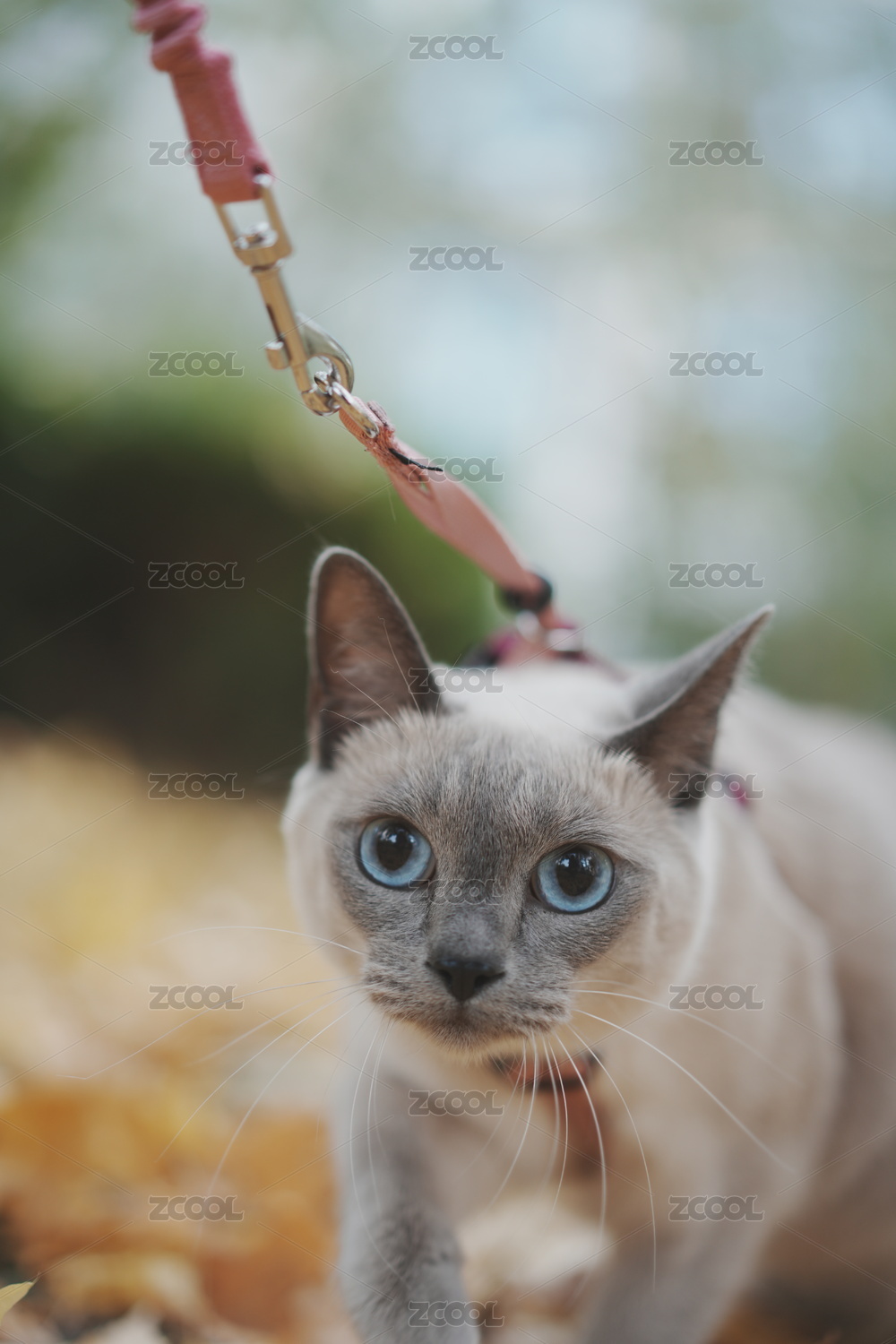 秋天的暹罗猫遛弯
