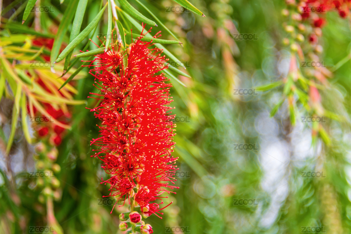 桃金娘科红千层属植物——垂枝红千层（主预览-2085744） - 未分类 - 站酷设计师健忘的行摄世界原创素材 - 站酷ZCOOL