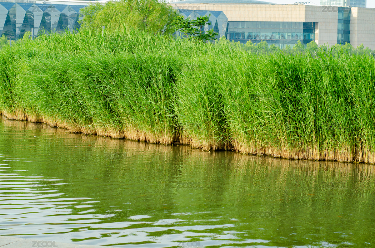 城市中的的蘆葦蕩（主預(yù)覽-9096869） - 未分類 - 站酷設(shè)計師云海路漫漫原創(chuàng)素材 - 站酷ZCOOL
