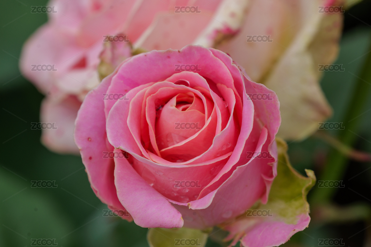 春天的月季花園（主預(yù)覽-8617711） - 未分類 - 站酷設(shè)計(jì)師NCzhou原創(chuàng)素材 - 站酷ZCOOL