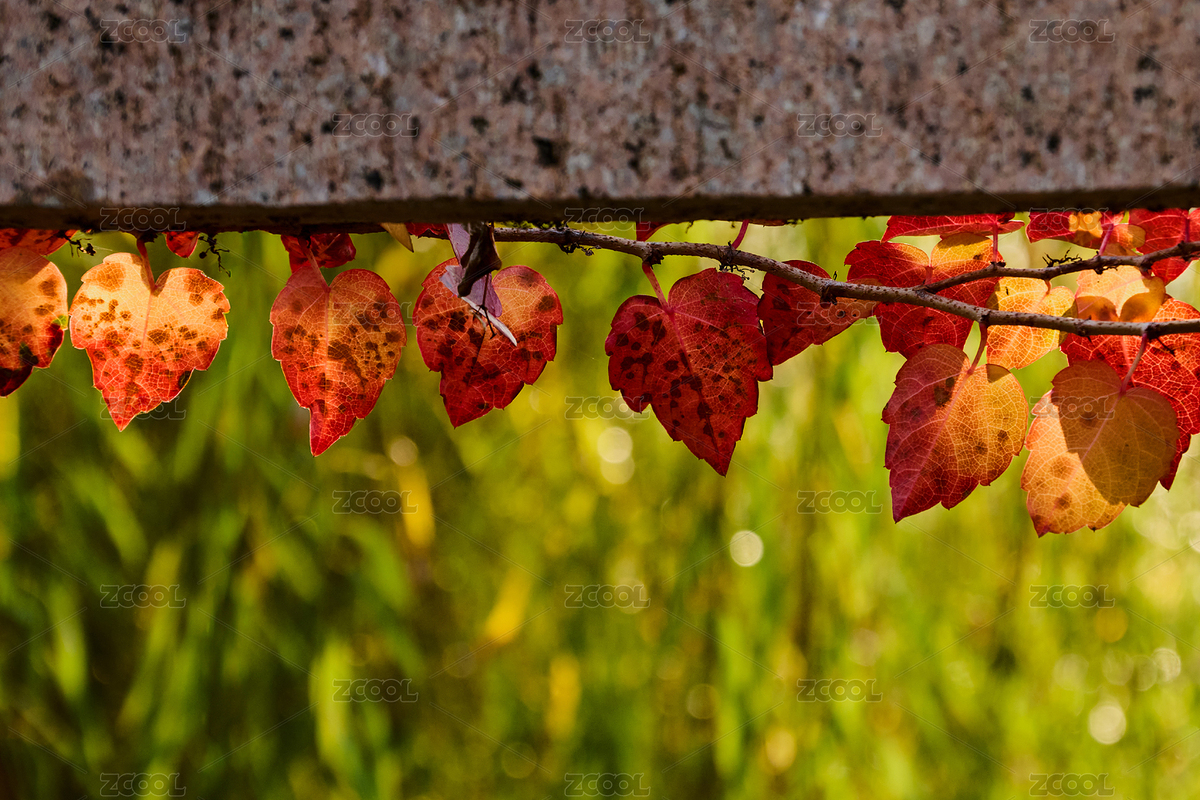 冬日藤蔓依附石墻，殘留紅葉在光影中透亮（主預(yù)覽-12545999） - 未分類 - 站酷設(shè)計(jì)師Z31443353原創(chuàng)素材 - 站酷ZCOOL