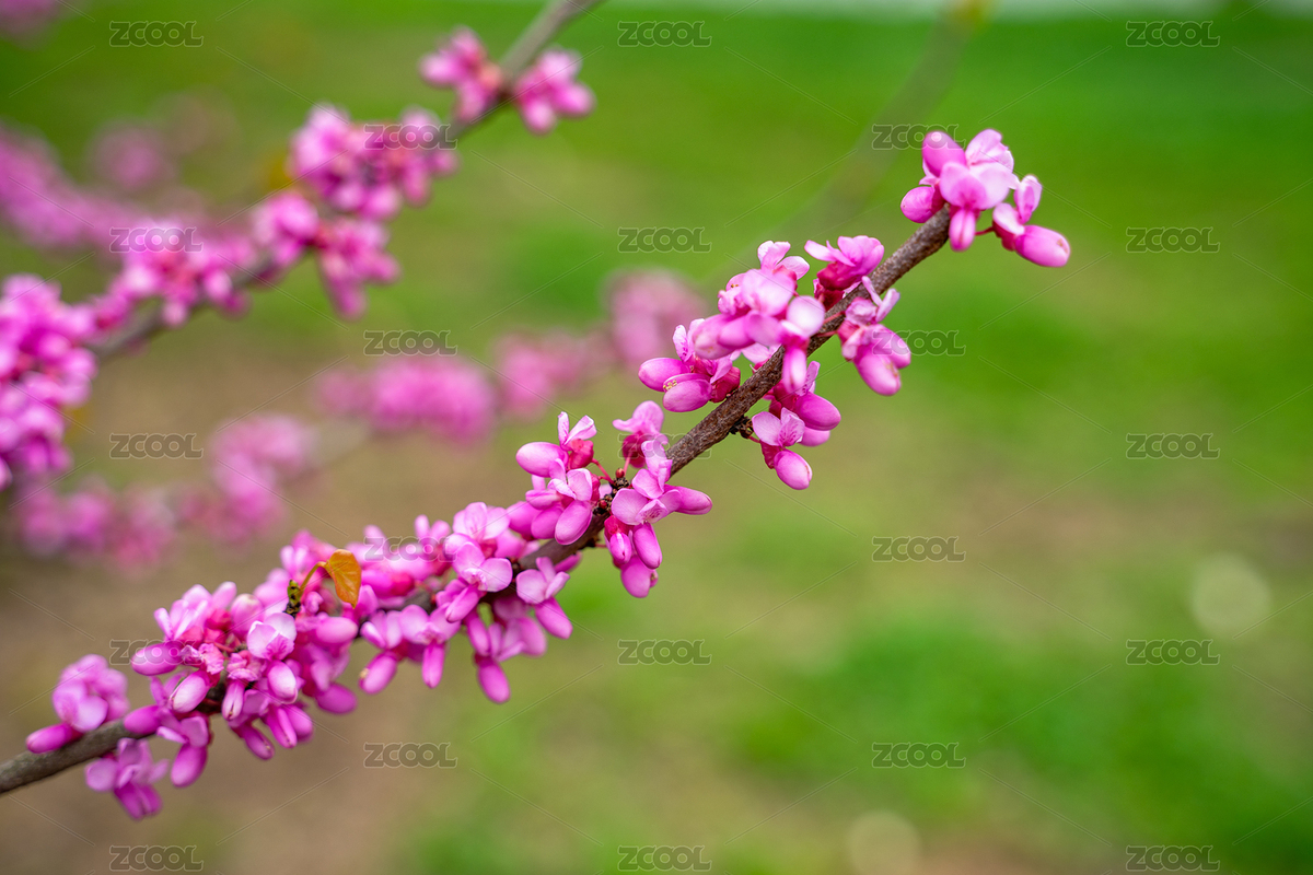 春天盛开的紫荆花（主预览-7759863） - 未分类 - 站酷设计师那一年的秋初原创素材 - 站酷ZCOOL