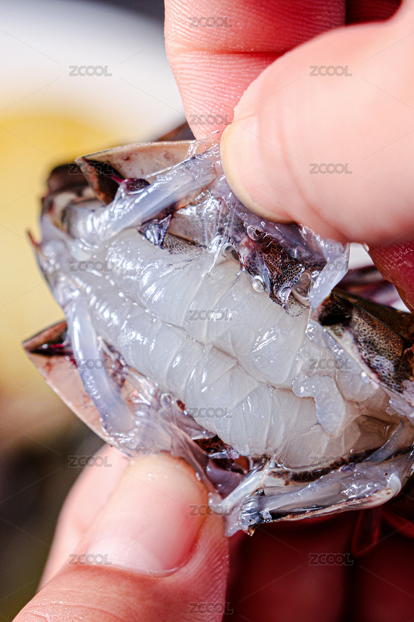 一只新鮮的黑虎蝦 生海鮮（主預覽-8786711） - 未分類 - 站酷設計師光緒攝影工作室原創(chuàng)素材 - 站酷ZCOOL