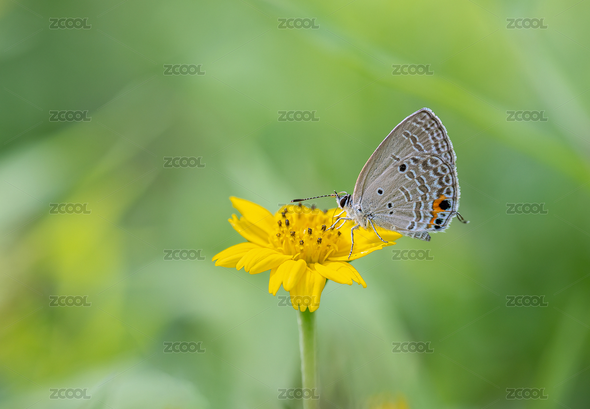 灰蝶停在野花上（主預(yù)覽-10215636） - 未分類 - 站酷設(shè)計師三問魚原創(chuàng)素材 - 站酷ZCOOL