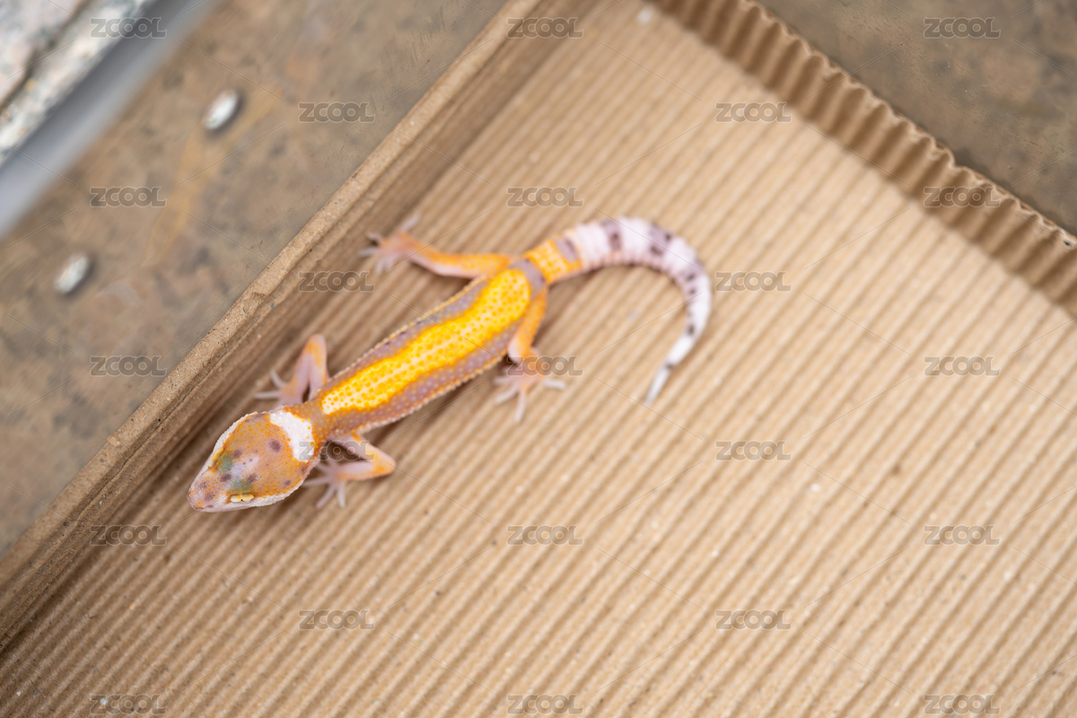 豹紋蜥蜴寵物（主預(yù)覽-11981537） - 未分類 - 站酷設(shè)計(jì)師harveylaw原創(chuàng)素材 - 站酷ZCOOL