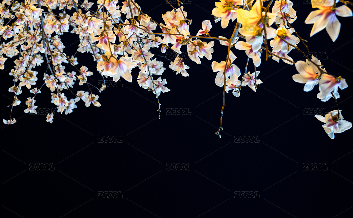 夜晚的玉蘭花和天空（主預(yù)覽-7140938） - 未分類 - 站酷設(shè)計(jì)師文樸先生原創(chuàng)素材 - 站酷ZCOOL