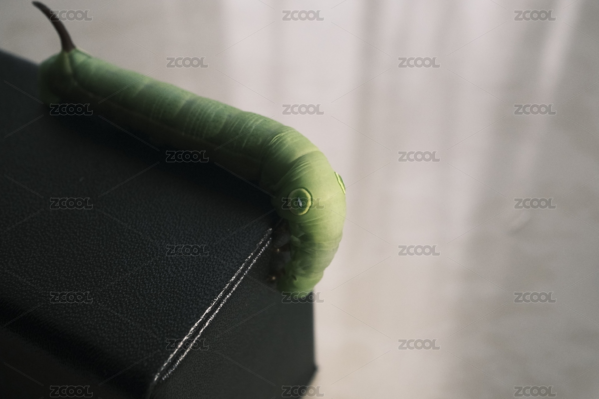 活潑的綠色飛蛾幼蟲（主預(yù)覽-8977413） - 未分類 - 站酷設(shè)計(jì)師enzo.kin原創(chuàng)素材 - 站酷ZCOOL