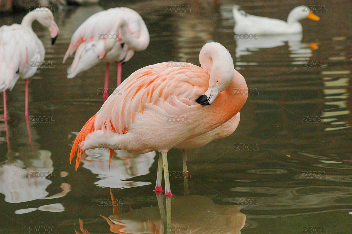 火烈鳥（主預(yù)覽-5015975） - 未分類 - 站酷設(shè)計師金翅大鵬原創(chuàng)素材 - 站酷ZCOOL